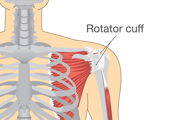 rotator cuff diagram